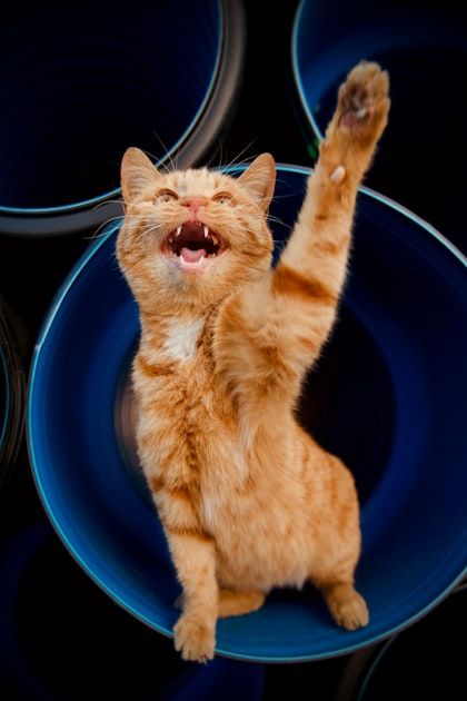 Building a Community for Stray Cats