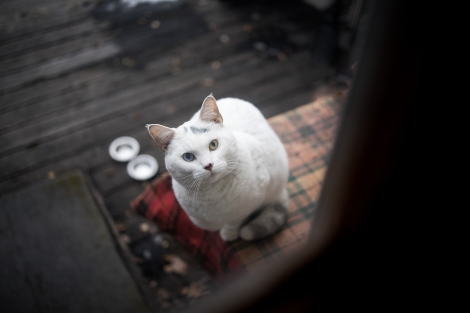 How to Promote Your Cat Fundraiser