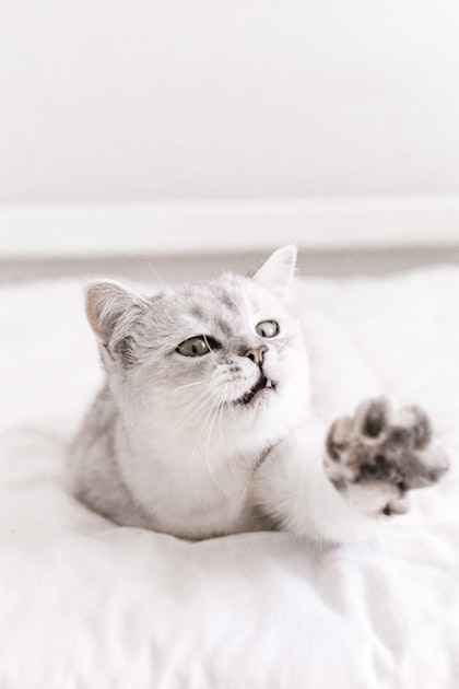 The Importance of Crowdfunding for Cats